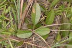 Eastern milkpea